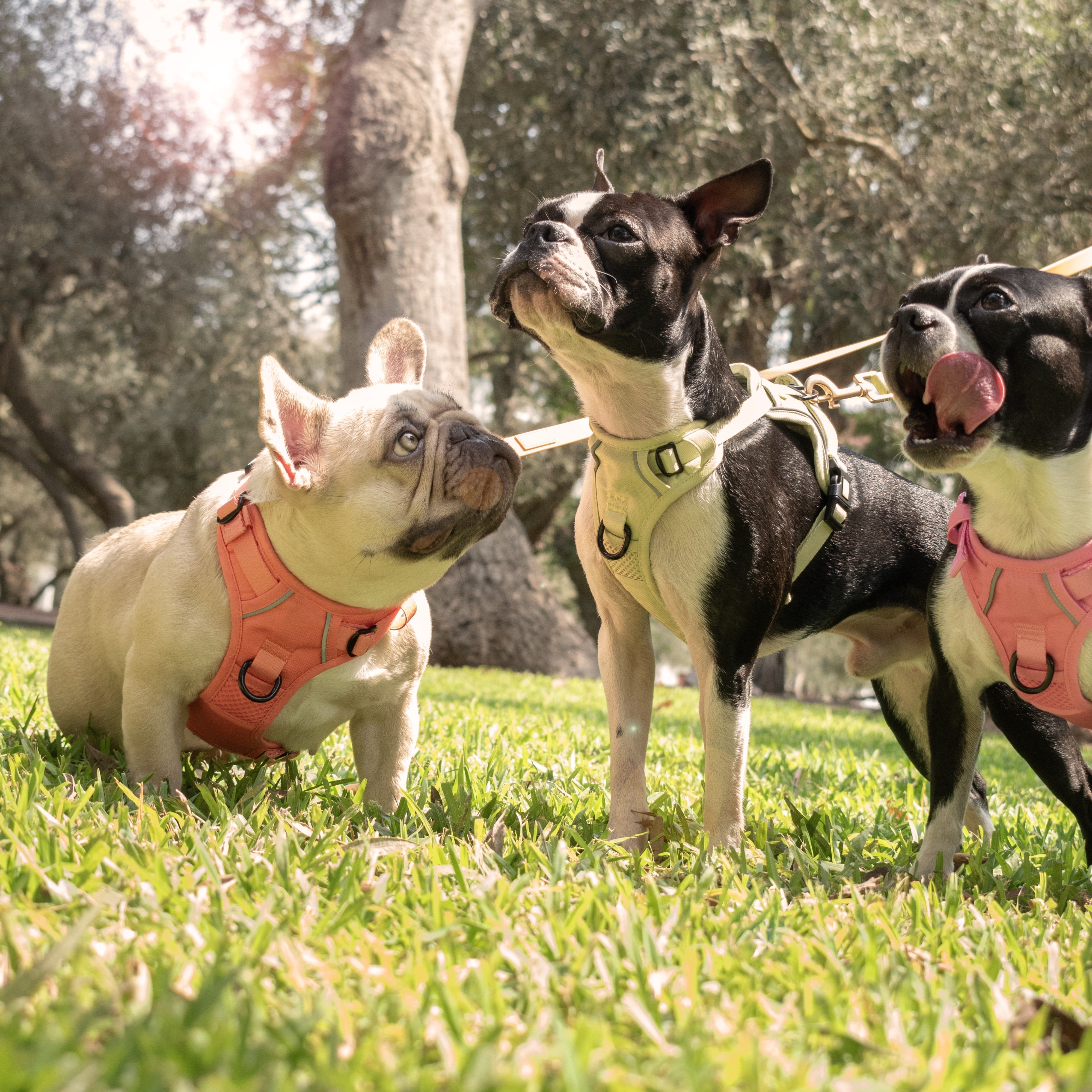 Qué es mejor: Arnés o collar para perro