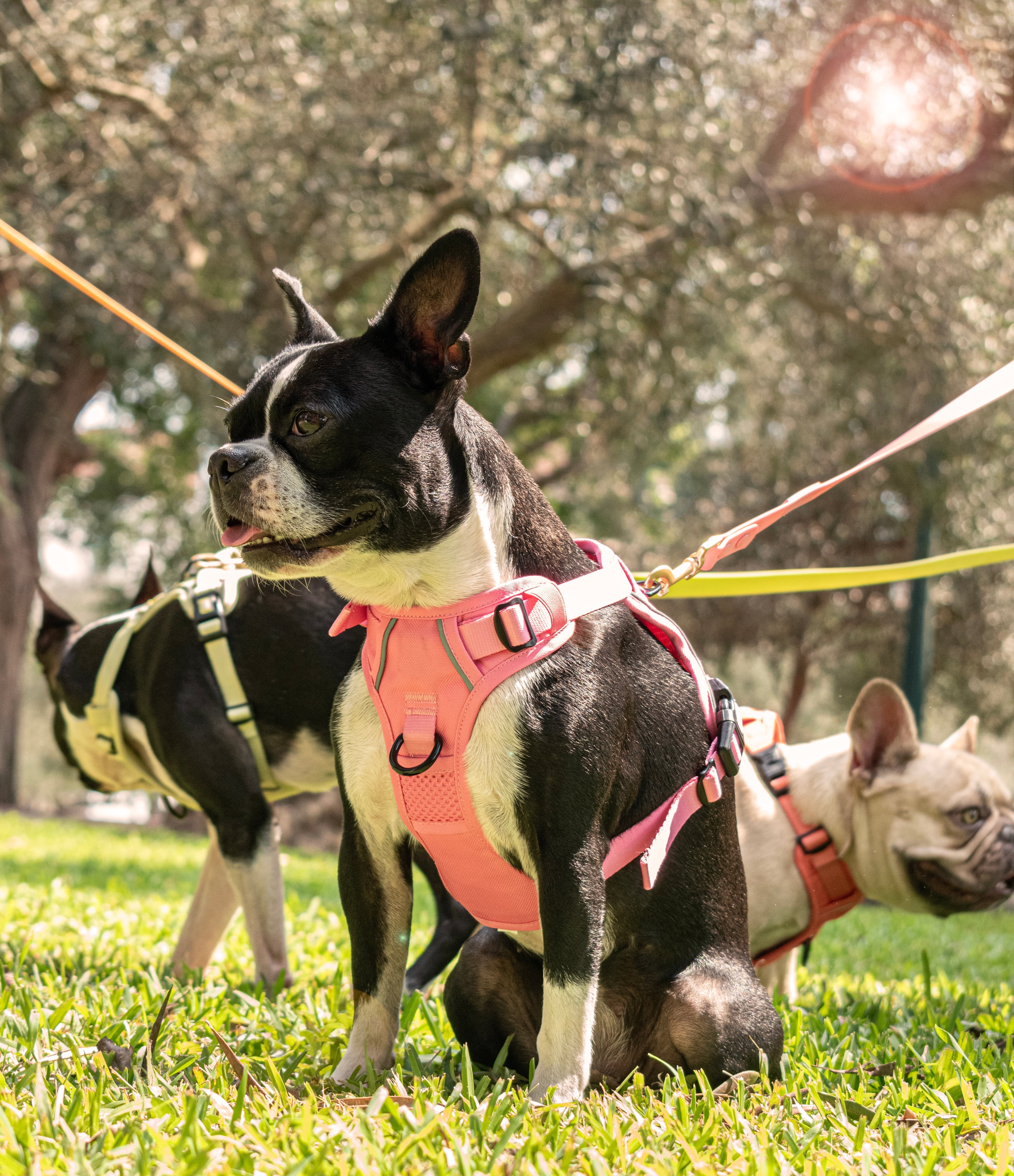 Evita los Tirones con un Arnés Efectivo para Tu Perro