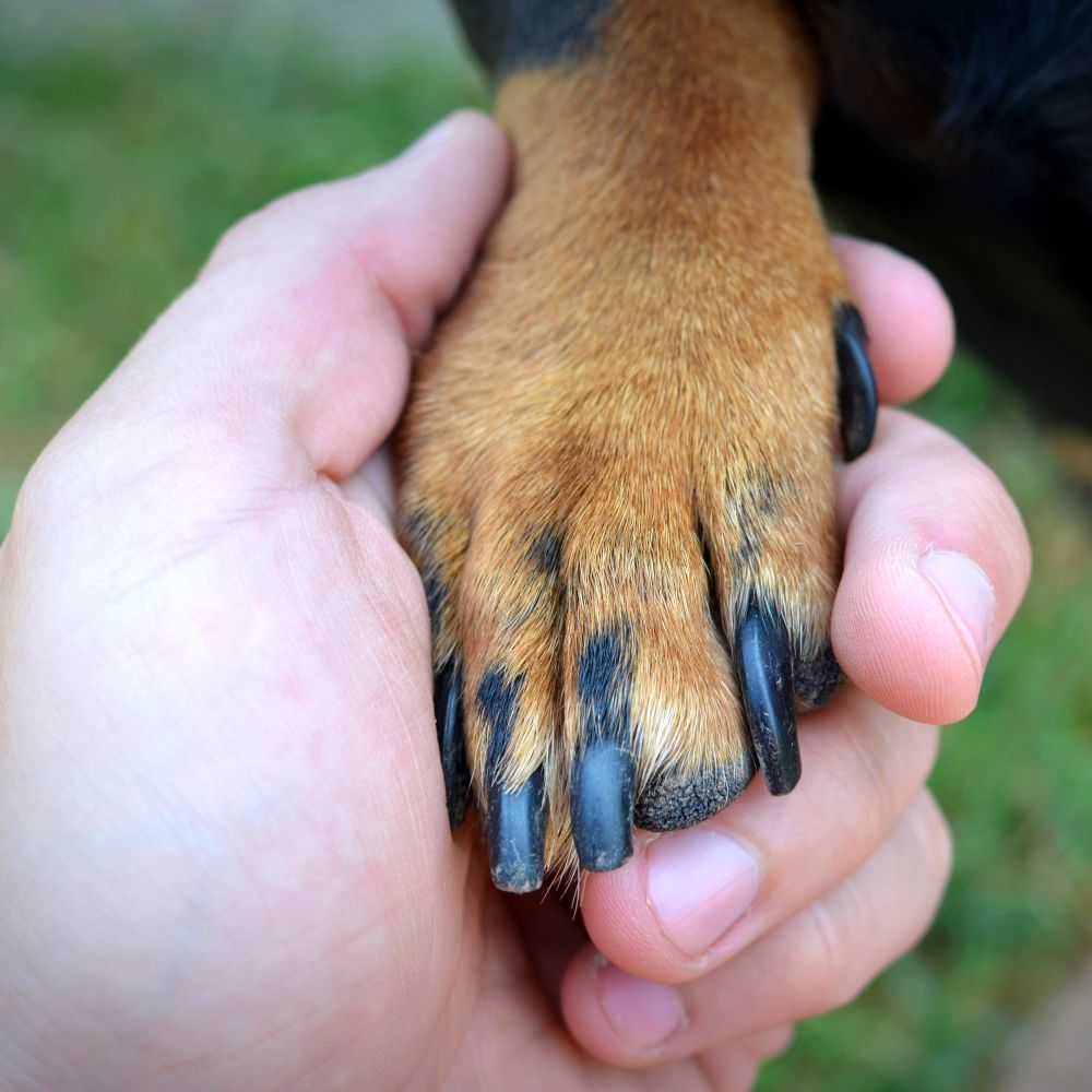 Adiestramiento canino: Consejos para educar a tu perro