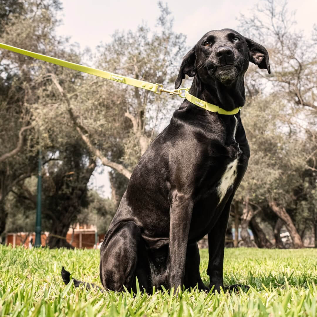 Collares y Correas de PVC: La Opción Duradera para Tu Perro