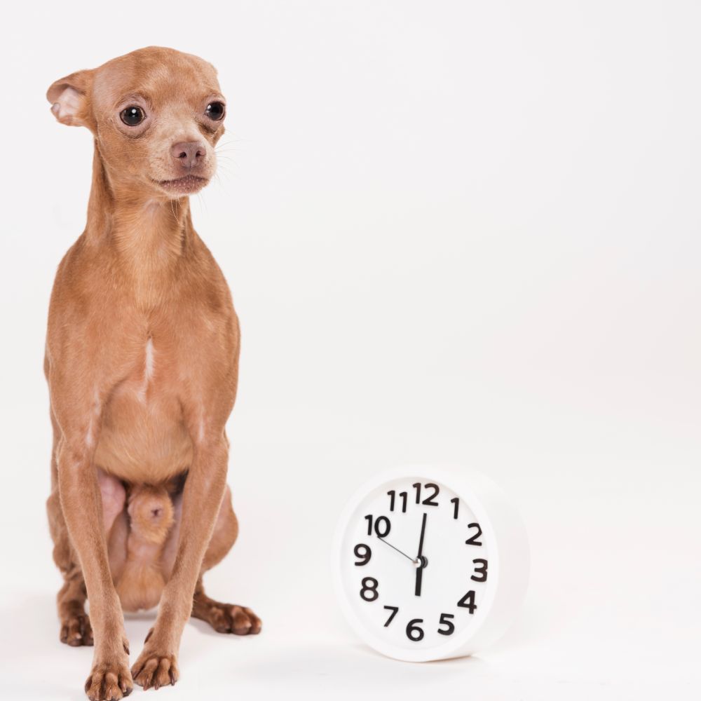 ¿Cuántos años vive un perro? Datos sobre la edad de tu mascota