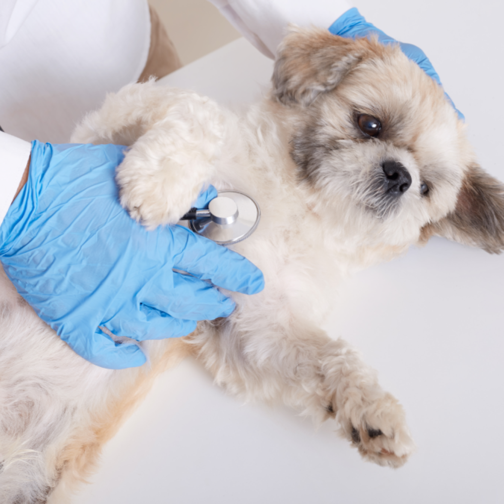 Esterilización de perros: Beneficios y cuidados