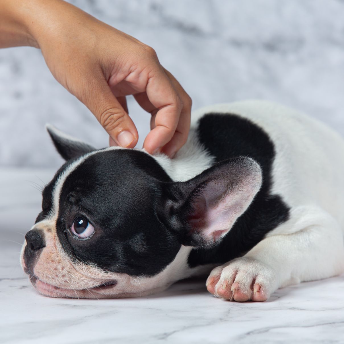 Nombres para perros: ideas originales y con significado para tu Buddy