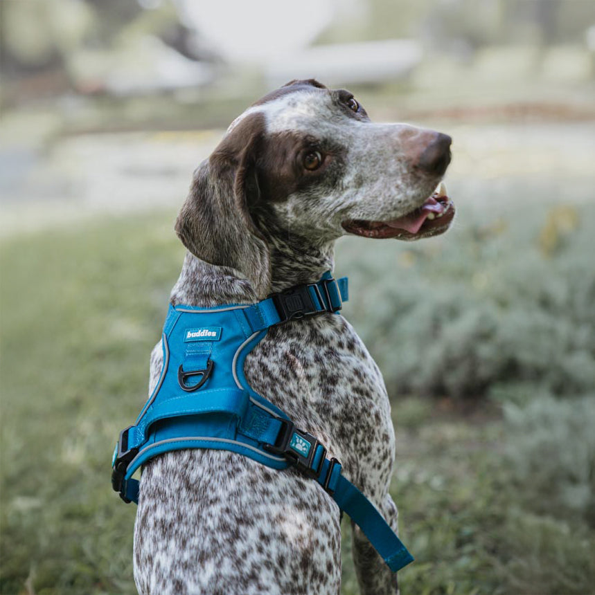 Azul | Arnés No Pull