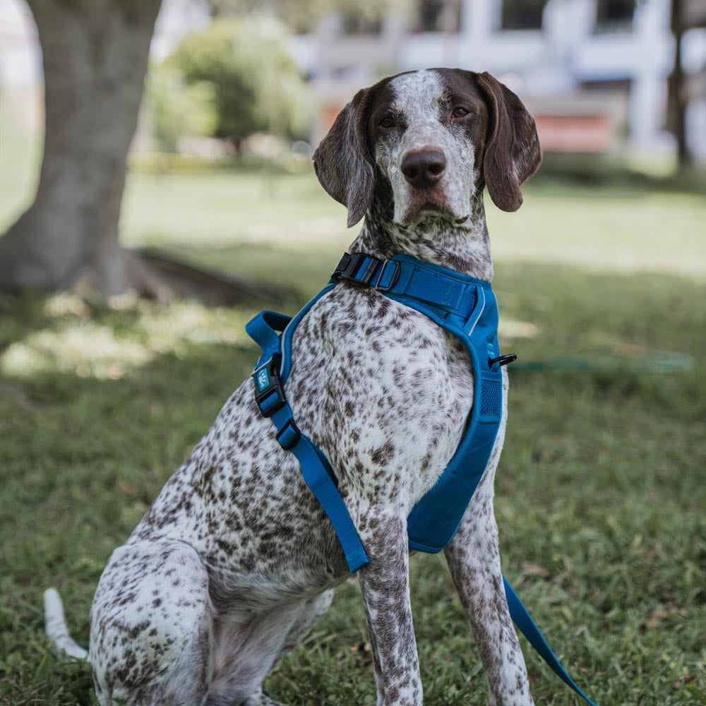 Azul | Arnés No Pull