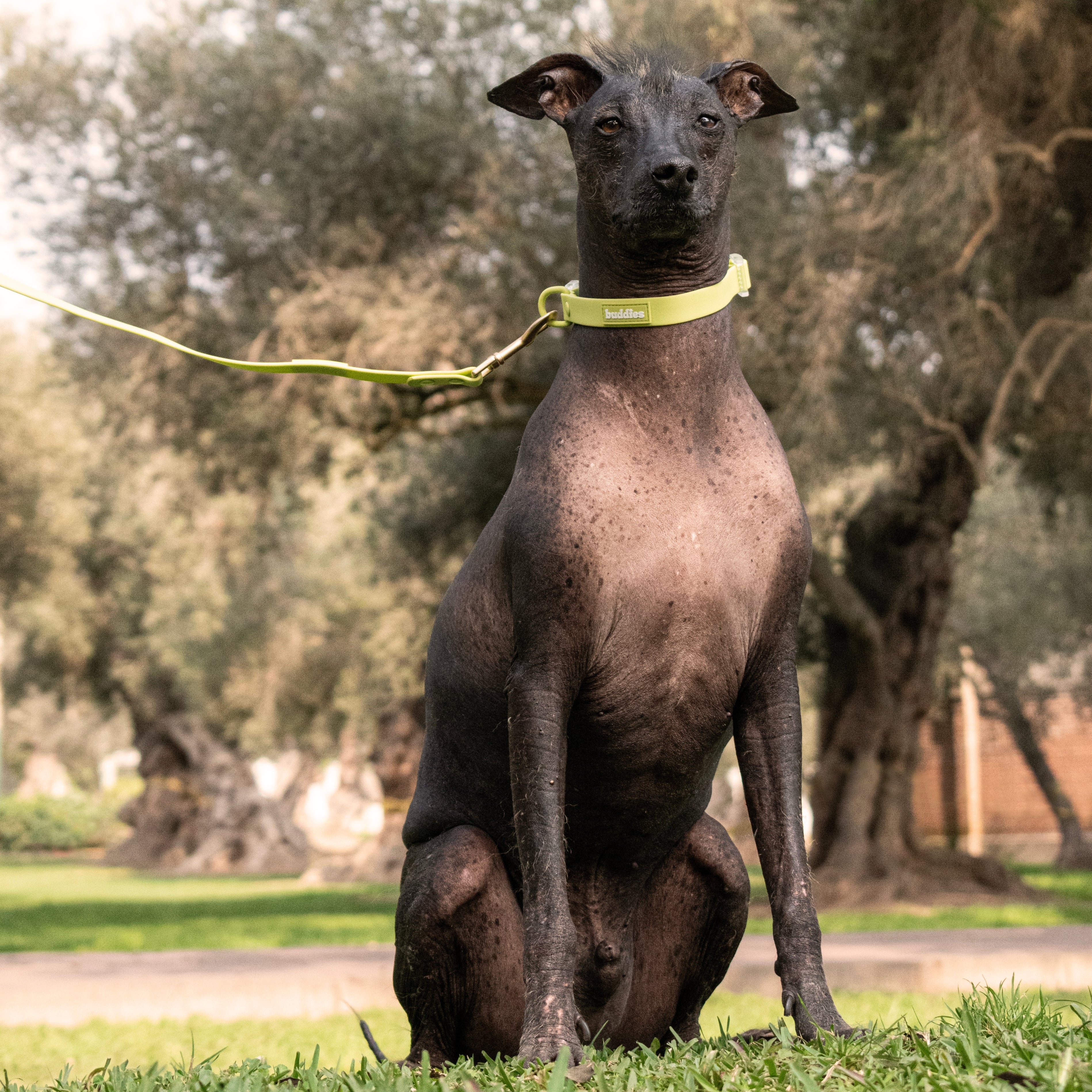 Verde | Collar PVC