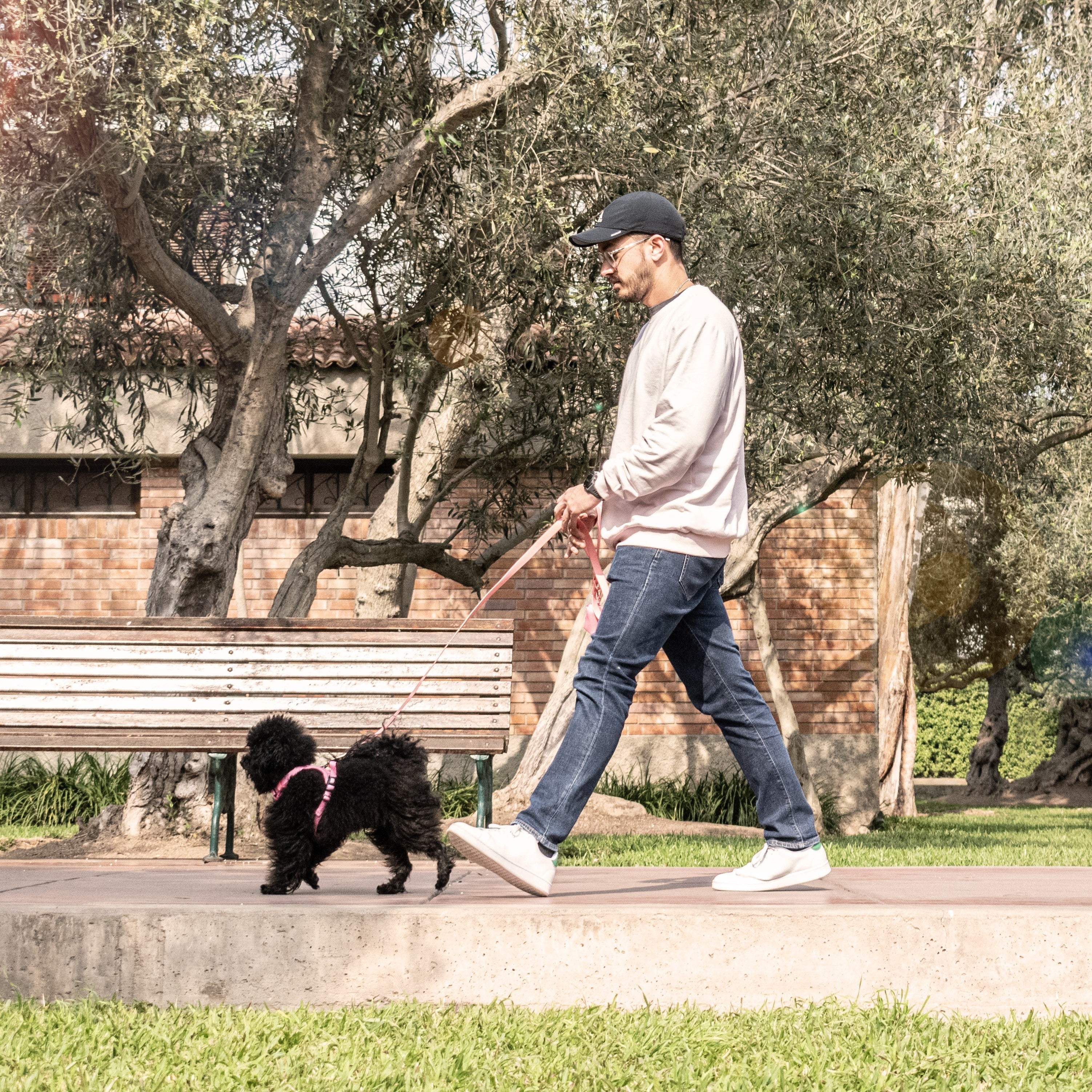 Cómo hacer que tu perro no jale la correa: guía práctica para paseos tranquilos