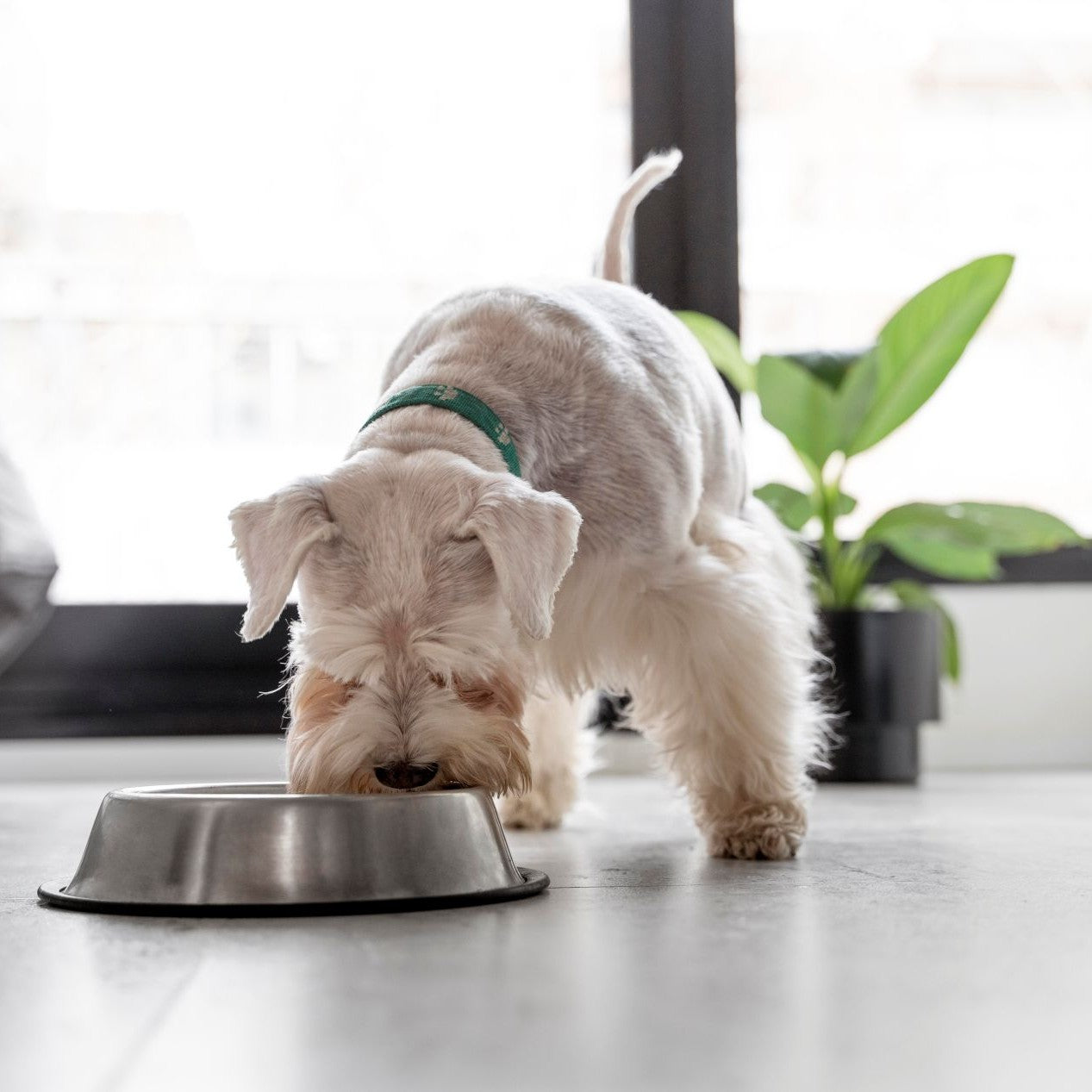 ¿Cada cuántas horas debe comer un perro?