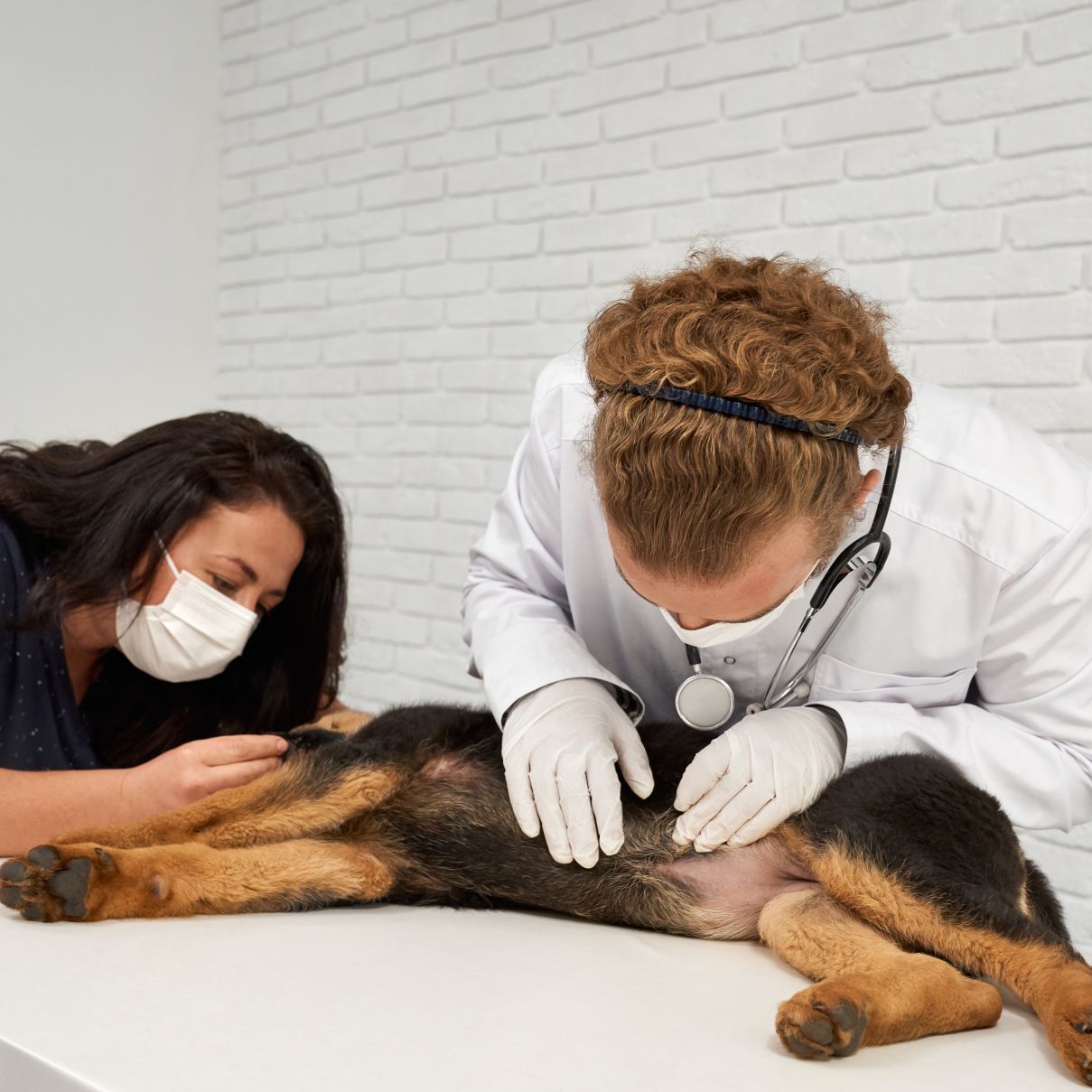 Alergia de piel en perros: Cómo identificarla y cuidar a tu Buddy