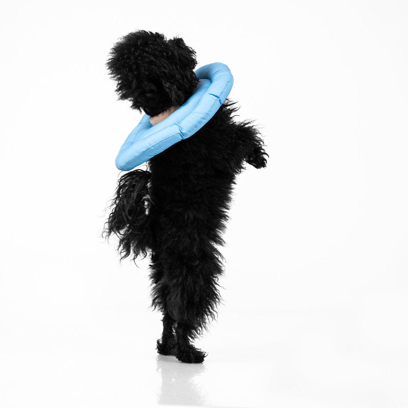 Azul | Donut Anti-Lamidos